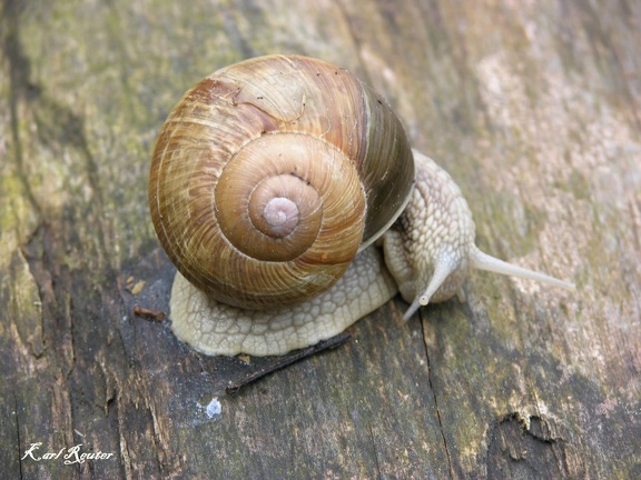 Weinbergschnecke (Helix pomatia)